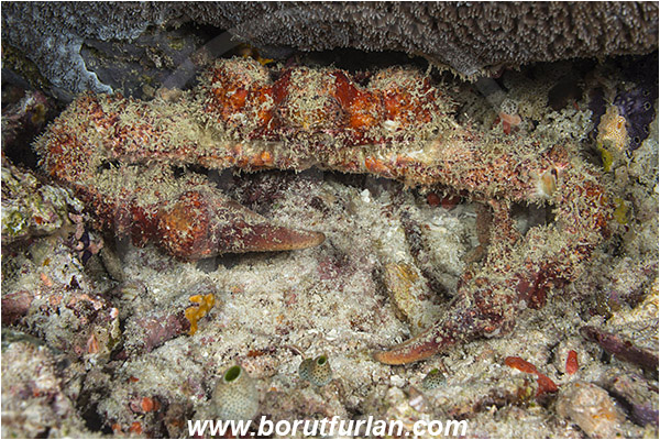 Raja Ampat, Papua, Indonesia, Daldorfia horrida, Daldorfia, Parthenopidae, Rubble crab, Horrid elbow crab, Crab, Decapoda, Crustacea, Crustacean