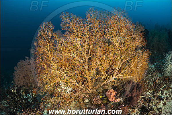 Raja Ampat, Papua, Indonesia, Melithaea sp., Melithaea, Melithaeidae, Sea fan, Coral, Cnidaria, Cnidarian, Reef