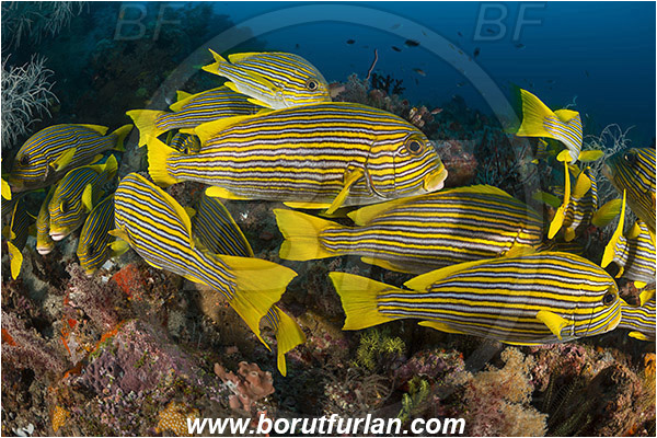 Raja Ampat, Papua, Indonesia, Plectorhinchus polytaenia, Plectorhinchus, Haemulidae, Ribboned sweetlips, Yellow-ribbon sweetlips, Sweetlips, Fish, Fish school, Reef