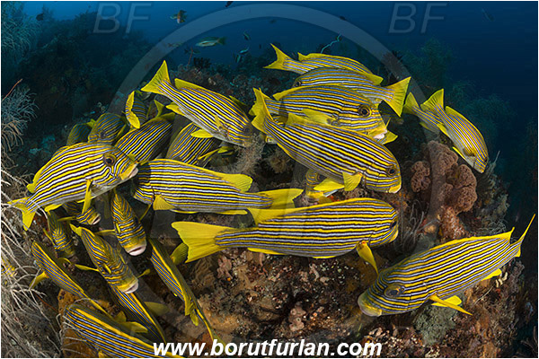 Raja Ampat, Papua, Indonesia, Plectorhinchus polytaenia, Plectorhinchus, Haemulidae, Ribboned sweetlips, Yellow-ribbon sweetlips, Sweetlips, Fish, Fish school, Reef