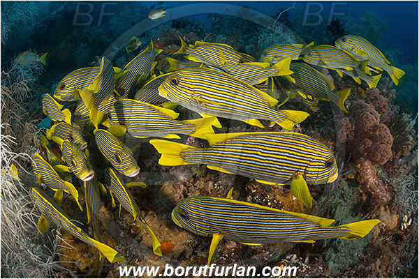 Raja Ampat, Papua, Indonesia, Plectorhinchus polytaenia, Plectorhinchus, Haemulidae, Ribboned sweetlips, Yellow-ribbon sweetlips, Sweetlips, Fish, Fish school, Reef
