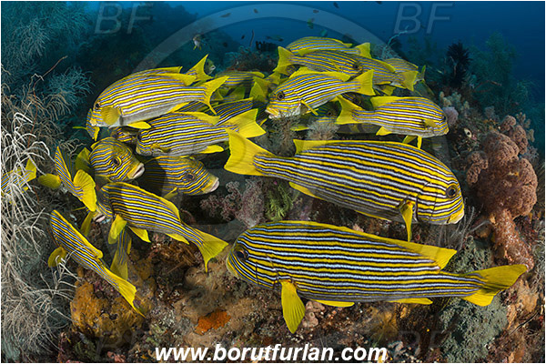 Raja Ampat, Papua, Indonesia, Plectorhinchus polytaenia, Plectorhinchus, Haemulidae, Ribboned sweetlips, Yellow-ribbon sweetlips, Sweetlips, Fish, Fish school, Reef