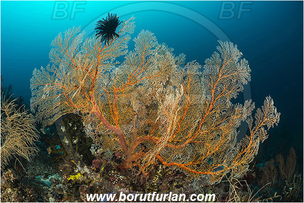 Raja Ampat, Papua, Indonesia, Melithaea sp., Melithaea, Melithaeidae, Sea fan, Coral, Cnidaria, Cnidarian, Reef