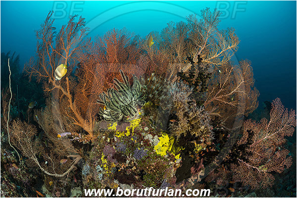 Raja Ampat, Papua, Indonesia, Melithaea sp., Melithaea, Melithaeidae, Sea fan, Coral, Cnidaria, Cnidarian, Reef