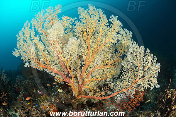 Raja Ampat, Papua, Indonesia, Melithaea sp., Melithaea, Melithaeidae, Sea fan, Coral, Cnidaria, Cnidarian, Reef