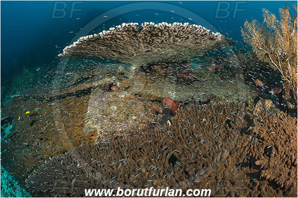 Raja Ampat, Papua, Indonesia, Acropora hyacinthus, Acropora, Acroporidae, Table Coral, Coral, Anthozoa, Cnidaria, Cnidarian, Reef, Fish school
