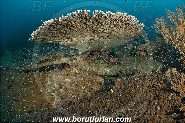 Raja Ampat, Papua, Indonesia, Acropora hyacinthus, Acropora, Acroporidae, Table Coral, Coral, Anthozoa, Cnidaria, Cnidarian, Reef, Fish school