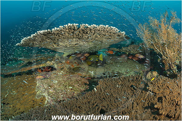 Raja Ampat, Papua, Indonesia, Acropora hyacinthus, Acropora, Acroporidae, Table Coral, Coral, Anthozoa, Cnidaria, Cnidarian, Reef, Fish school