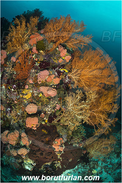 Raja Ampat, Papua, Indonesia, Melithaea sp., Melithaea, Melithaeidae, Sea fan, Coral, Cnidaria, Cnidarian, Reef, Tubastraea faulkneri, Tubastraea, Dendrophylliidae, Sun coral, Cup coral