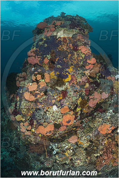 Raja Ampat, Papua, Indonesia, Tubastraea faulkneri, Tubastraea, Dendrophylliidae, Sun coral, Cup coral, Coral, Anthozoa, Cnidaria, Cnidarian, Reef