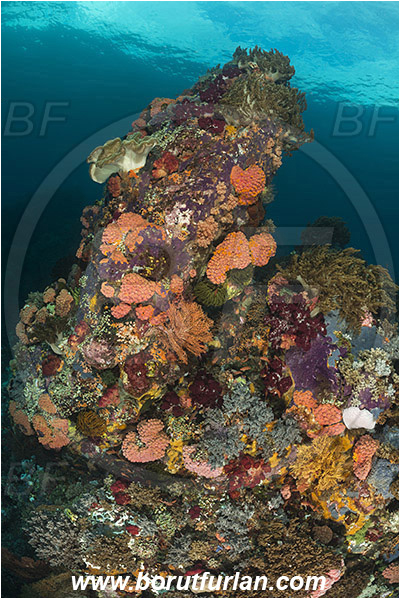 Raja Ampat, Papua, Indonesia, Tubastraea faulkneri, Tubastraea, Dendrophylliidae, Sun coral, Cup coral, Coral, Anthozoa, Cnidaria, Cnidarian, Reef