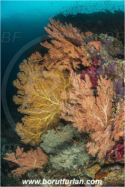 Raja Ampat, Papua, Indonesia, Melithaea sp., Melithaea, Melithaeidae, Sea fan, Coral, Cnidaria, Cnidarian, Reef