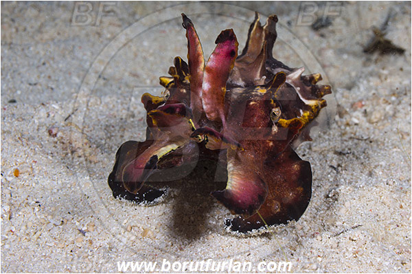 Raja Ampat, Papua, Indonesia, Metasepia pfefferi, Metasepia, Sepiidae, Cephalopoda, Mollusca, Mollusc, Pfeffer