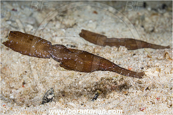Raja Ampat, Papua, Indonesia, Solenostomus cyanopterus, Solenostomus, Solenostomidae, Robust Ghost Pipefish, Fish