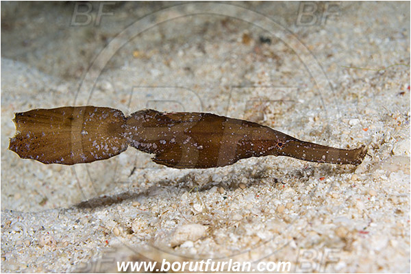 Raja Ampat, Papua, Indonesia, Solenostomus cyanopterus, Solenostomus, Solenostomidae, Robust Ghost Pipefish, Fish