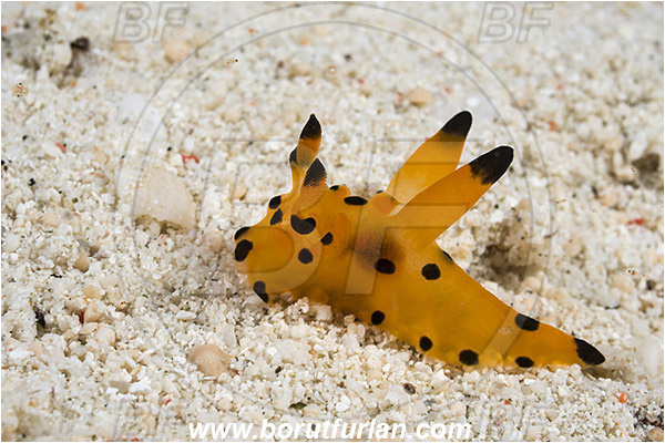 Raja Ampat, Papua, Indonesia, Thecacera sp., Thecacera, Polyceridae, Yellow nudibranch, Nudibranch, Sea slug, Gastropoda, Mollusca, Mollusc