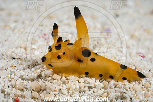 Raja Ampat, Papua, Indonesia, Thecacera sp., Thecacera, Polyceridae, Yellow nudibranch, Nudibranch, Sea slug, Gastropoda, Mollusca, Mollusc