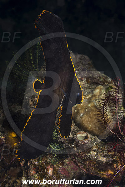 Raja Ampat, Papua, Indonesia, Platax pinnatus, Platax, Ephippidae, Dusky batfish, Batfish, Fish, Juvenile