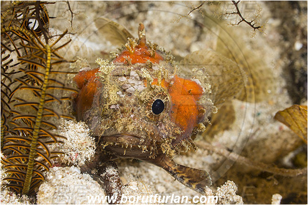 Raja Ampat, Papua, Indonesia, Halophryne ocellatus, Halophryne, Batrachoididae, Ocellated toadfish, Toadfish, Fish, Portrait
