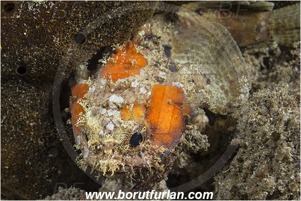 Raja Ampat, Papua, Indonesia, Halophryne ocellatus, Halophryne, Batrachoididae, Ocellated toadfish, Toadfish, Fish