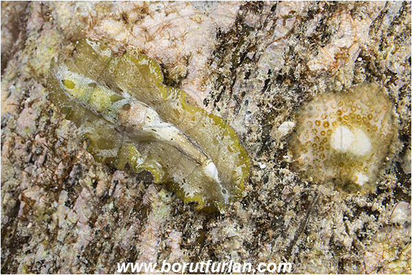 Raja Ampat, Papua, Indonesia, Pseudoceros sp., Pseudoceros, Pseudocerotidae, Flatworm, Platyhelminthes