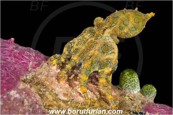 Raja Ampat, Papua, Indonesia, Hapalochlaena sp., Hapalochlaena, Octopodidae, Blue-ringed octopus, Octopus, Cephalopoda, Mollusca, Mollusc