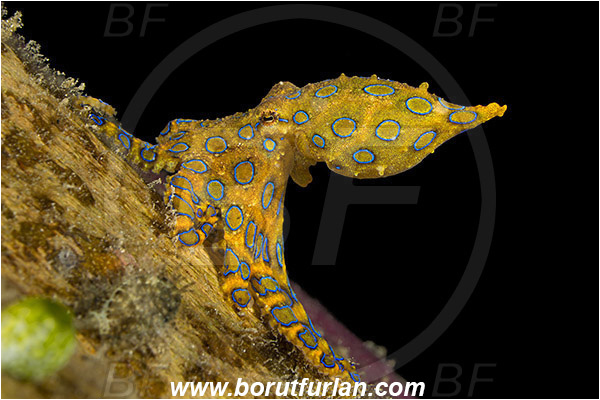 Raja Ampat, Papua, Indonesia, Hapalochlaena sp., Hapalochlaena, Octopodidae, Blue-ringed octopus, Octopus, Cephalopoda, Mollusca, Mollusc