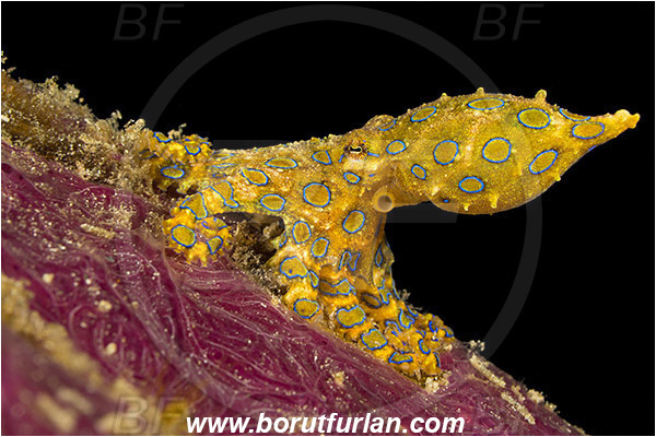 Raja Ampat, Papua, Indonesia, Hapalochlaena sp., Hapalochlaena, Octopodidae, Blue-ringed octopus, Octopus, Cephalopoda, Mollusca, Mollusc
