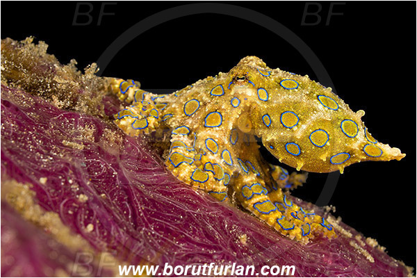 Raja Ampat, Papua, Indonesia, Hapalochlaena sp., Hapalochlaena, Octopodidae, Blue-ringed octopus, Octopus, Cephalopoda, Mollusca, Mollusc