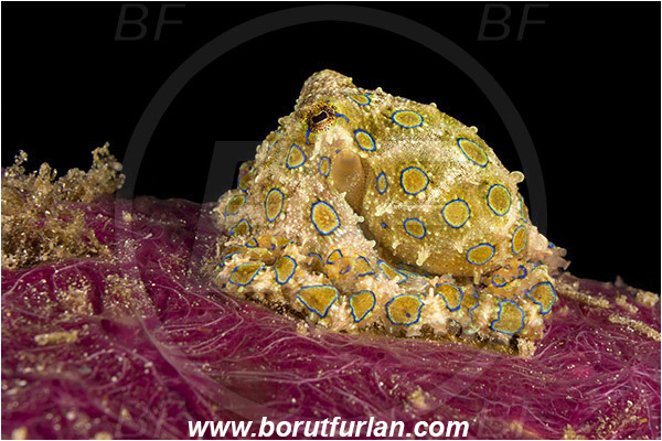 Raja Ampat, Papua, Indonesia, Hapalochlaena sp., Hapalochlaena, Octopodidae, Blue-ringed octopus, Octopus, Cephalopoda, Mollusca, Mollusc