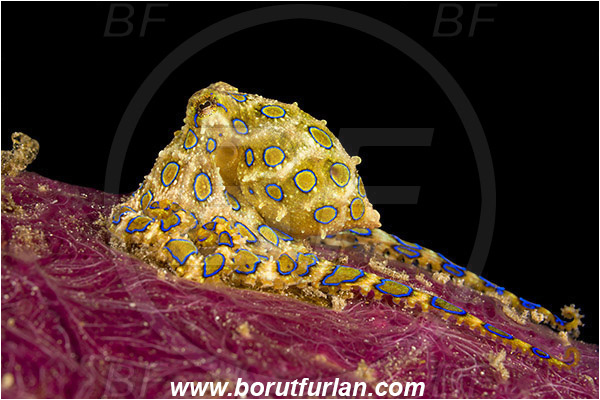 Raja Ampat, Papua, Indonesia, Hapalochlaena sp., Hapalochlaena, Octopodidae, Blue-ringed octopus, Octopus, Cephalopoda, Mollusca, Mollusc