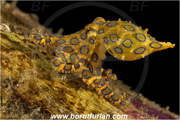 Raja Ampat, Papua, Indonesia, Hapalochlaena sp., Hapalochlaena, Octopodidae, Blue-ringed octopus, Octopus, Cephalopoda, Mollusca, Mollusc