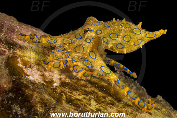 Raja Ampat, Papua, Indonesia, Hapalochlaena sp., Hapalochlaena, Octopodidae, Blue-ringed octopus, Octopus, Cephalopoda, Mollusca, Mollusc