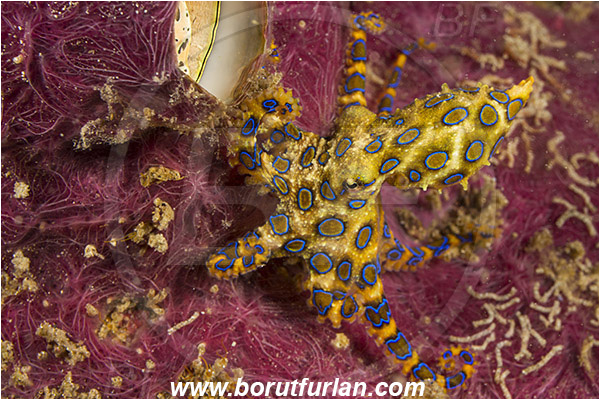 Raja Ampat, Papua, Indonesia, Hapalochlaena sp., Hapalochlaena, Octopodidae, Blue-ringed octopus, Octopus, Cephalopoda, Mollusca, Mollusc