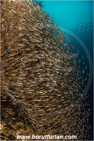 Raja Ampat, Papua, Indonesia, Parapriacanthus ransonneti, Parapriacanthus, Pempheridae, Glassfish, Glassy sweeper, Sweeper, Fish, Fish school