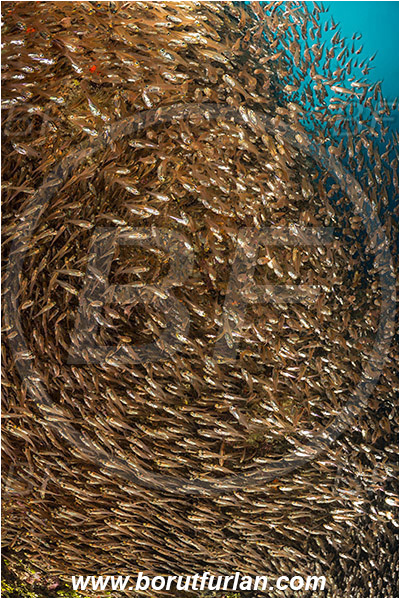 Raja Ampat, Papua, Indonesia, Parapriacanthus ransonneti, Parapriacanthus, Pempheridae, Glassfish, Glassy sweeper, Sweeper, Fish, Fish school