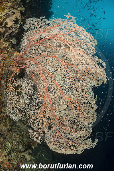 Raja Ampat, Papua, Indonesia, Melithaea sp., Melithaea, Melithaeidae, Sea fan, Coral, Cnidaria, Cnidarian, Reef
