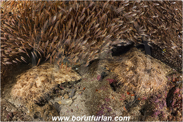 Raja Ampat, Papua, Indonesia, Eucrossorhinus dasypogon, Eucrossorhinus, Orectolobidae, Elasmobranchii, Tasselled wobbegong, Shark, Reef, Parapriacanthus ransonneti, Parapriacanthus, Pempheridae, Glassfish, Glassy sweeper, Sweeper, Fish, Fish school