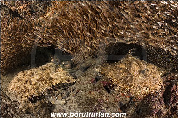 Raja Ampat, Papua, Indonesia, Eucrossorhinus dasypogon, Eucrossorhinus, Orectolobidae, Elasmobranchii, Tasselled wobbegong, Shark, Reef, Parapriacanthus ransonneti, Parapriacanthus, Pempheridae, Glassfish, Glassy sweeper, Sweeper, Fish, Fish school