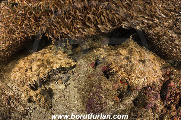Raja Ampat, Papua, Indonesia, Eucrossorhinus dasypogon, Eucrossorhinus, Orectolobidae, Elasmobranchii, Tasselled wobbegong, Shark, Reef, Parapriacanthus ransonneti, Parapriacanthus, Pempheridae, Glassfish, Glassy sweeper, Sweeper, Fish, Fish school