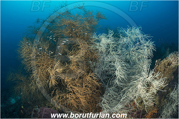 Raja Ampat, Papua, Indonesia, Antipathes sp., Antipathes, Antipathidae, Anthozoa, Cnidaria, Cnidarian, Black coral, Coral, Reef
