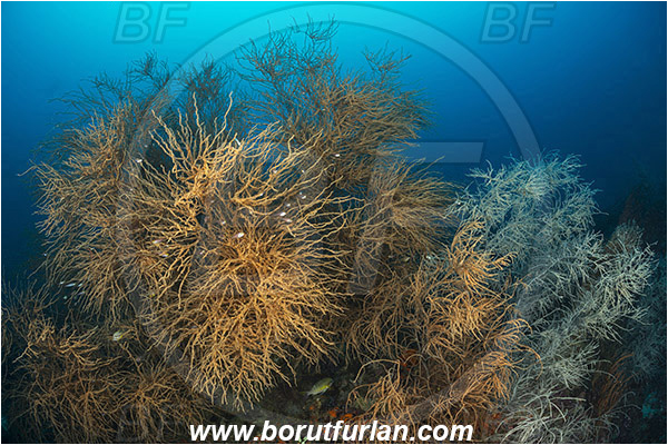 Raja Ampat, Papua, Indonesia, Antipathes sp., Antipathes, Antipathidae, Anthozoa, Cnidaria, Cnidarian, Black coral, Coral, Reef