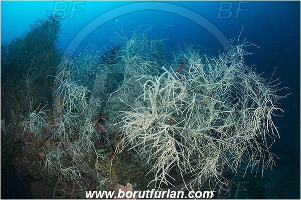 Raja Ampat, Papua, Indonesia, Antipathes sp., Antipathes, Antipathidae, Anthozoa, Cnidaria, Cnidarian, Black coral, Coral, Reef