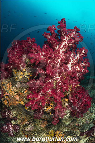 Raja Ampat, Papua, Indonesia, Dendronephthya sp., Dendronephthya, Nephtheidae, Soft coral, Coral, Anthozoa, Cnidaria, Cnidarian, Reef