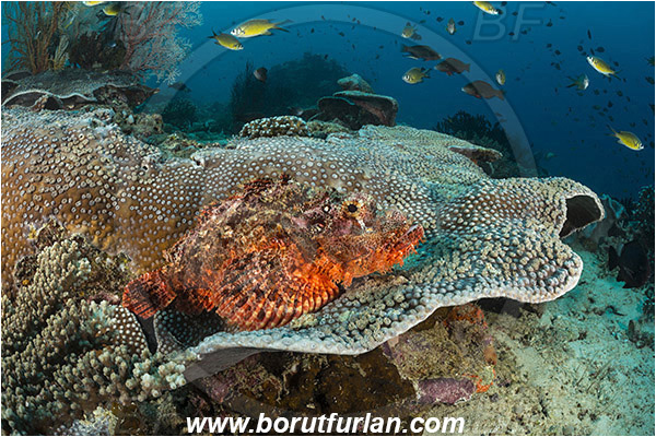Raja Ampat, Papua, Indonesia, Scorpaenopsis oxycephala, Scorpaenopsis, Scorpaenidae, Tassled Scorpionfish, Scorpionfish, Fish, Reef