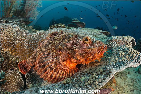 Raja Ampat, Papua, Indonesia, Scorpaenopsis oxycephala, Scorpaenopsis, Scorpaenidae, Tassled Scorpionfish, Scorpionfish, Fish, Reef