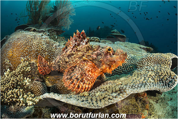 Raja Ampat, Papua, Indonesia, Scorpaenopsis oxycephala, Scorpaenopsis, Scorpaenidae, Tassled Scorpionfish, Scorpionfish, Fish, Reef
