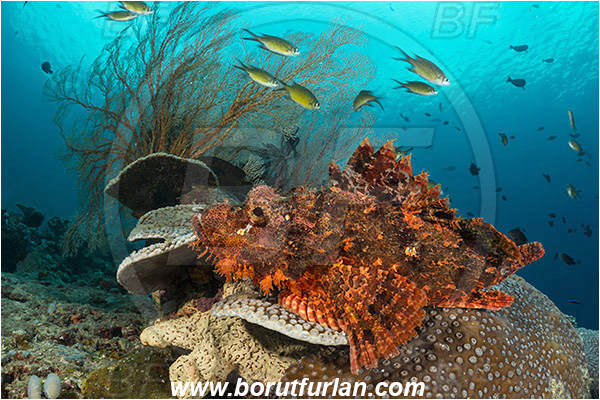 Raja Ampat, Papua, Indonesia, Scorpaenopsis oxycephala, Scorpaenopsis, Scorpaenidae, Tassled Scorpionfish, Scorpionfish, Fish, Reef