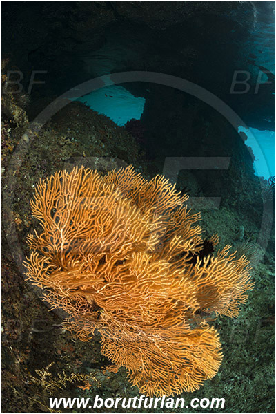 Raja Ampat, Papua, Indonesia, Annella mollis, Annella, Subergorgiidae, Gorgonian Sea Fan, Giant Sea Fan, Gorgonia, Sea fan, Coral, Cnidaria, Cnidarian, Reef, Cave