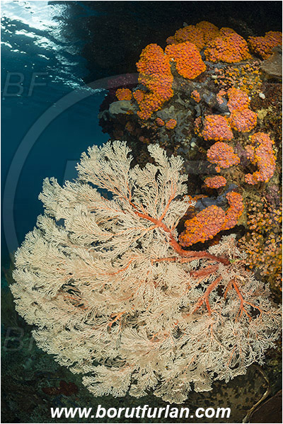 Raja Ampat, Papua, Indonesia, Melithaea sp., Melithaea, Melithaeidae, Sea fan, Coral, Cnidaria, Cnidarian, Reef, Tubastraea faulkneri, Tubastraea, Dendrophylliidae, Sun coral, Cup coral